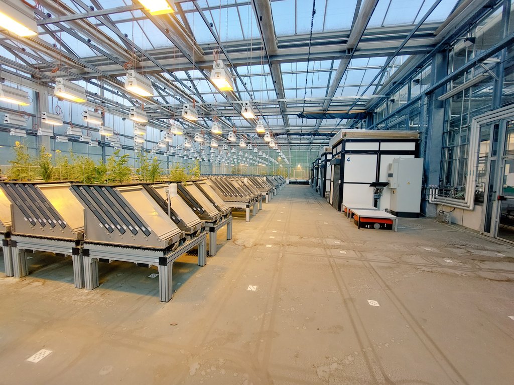 TFSLourenco's tweet photo. First steps of our #UnRootINGStress project through #AgroServ at #FZJ . Our #research aims to understand the role of an E3-#ubiquitin ligase in the modulation of #rice #root system architecture.
@greenit_bio4sus 
@itqbnova 
@AgroServEU 
@fz_juelich https://t.co/01Ez1PaNju