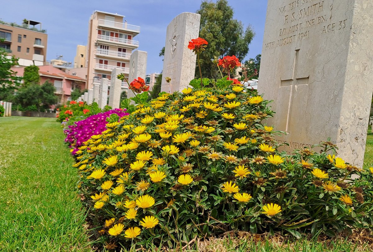 Manolis N. Tsoulos (@phaleron1964) on Twitter photo Find the pollinator <a href="/CWGC/">Commonwealth War Graves</a> Phaleron war cemetery Athens Greece 🇬🇷 #wildlifeincemeteries Find the pollinator <a href="/CWGC/">Commonwealth War Graves</a> Phaleron war cemetery Athens Greece 🇬🇷 #wildlifeincemeteries