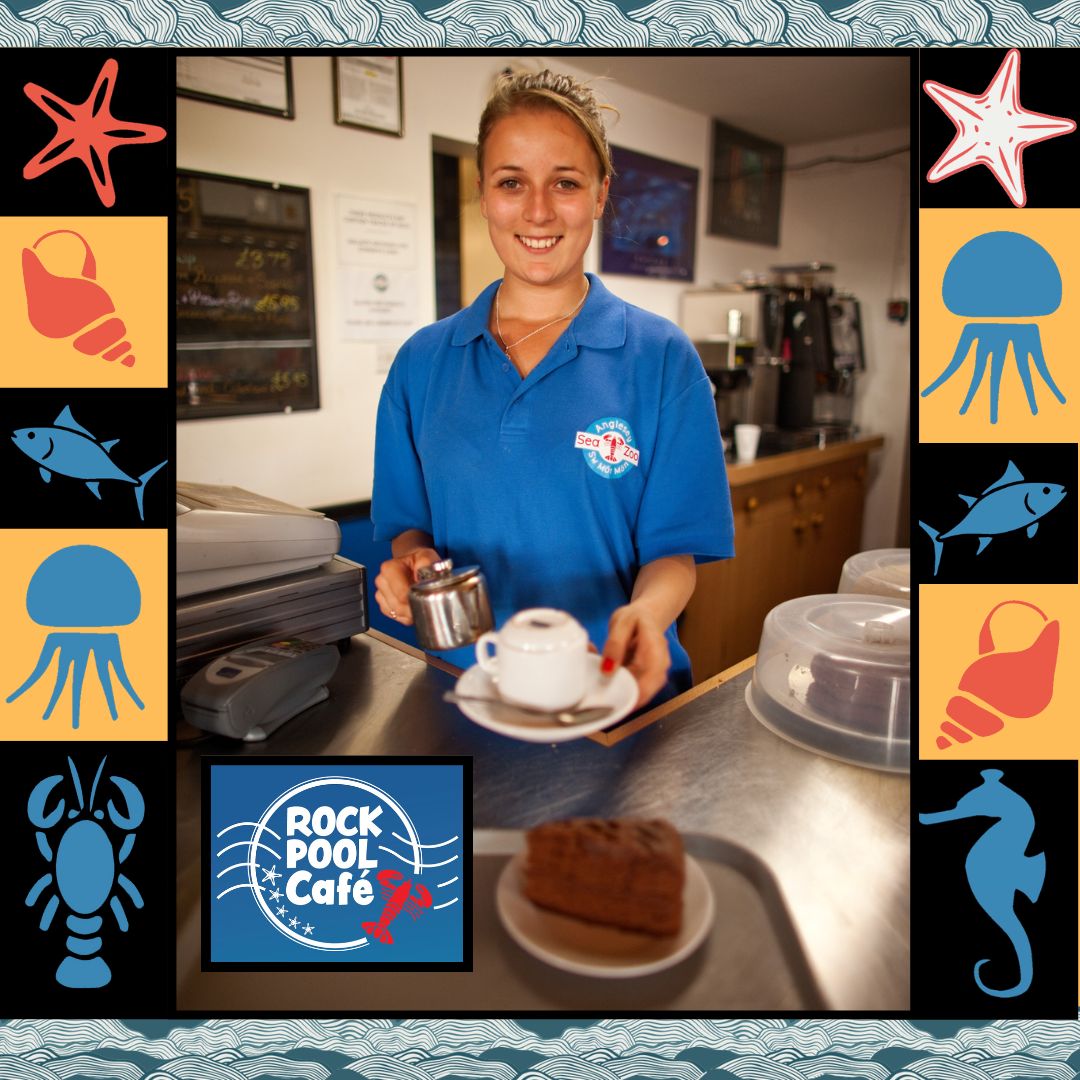 Anglesey Sea Zoo ๐๐๐ฆ๐๐ฆ๐ (@angleseyseazoo) on Twitter photo New to catering? No problem!
Weโll train you up to be cafรฉ confident in no time.
Weโre hiring a Catering Assistant at our Rock Pool Cafรฉ at Anglesey Sea Zoo โ part-time or full-time available over summer (with a chance to stay on longer).
Apply now to post@angleseyseazoo.co.uk. New to catering? No problem!
Weโll train you up to be cafรฉ confident in no time.
Weโre hiring a Catering Assistant at our Rock Pool Cafรฉ at Anglesey Sea Zoo โ part-time or full-time available over summer (with a chance to stay on longer).
Apply now to post@angleseyseazoo.co.uk.