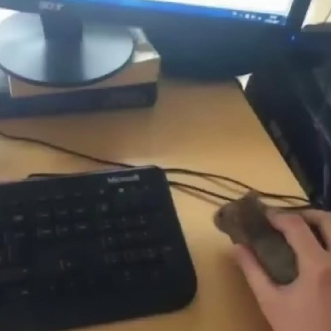 I bought myself a new mouse this time