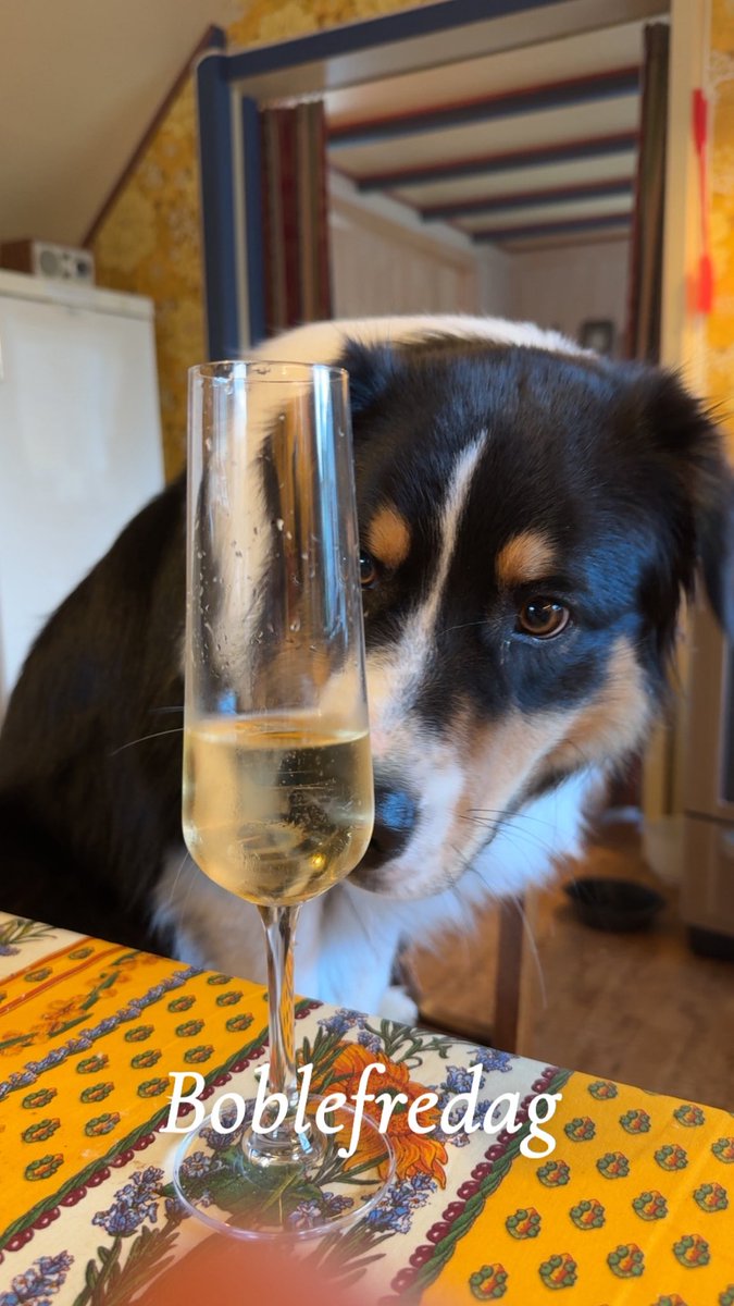 Ozzy fyller ett år i dag. Tiden går fort når man har det kjekt ❤️