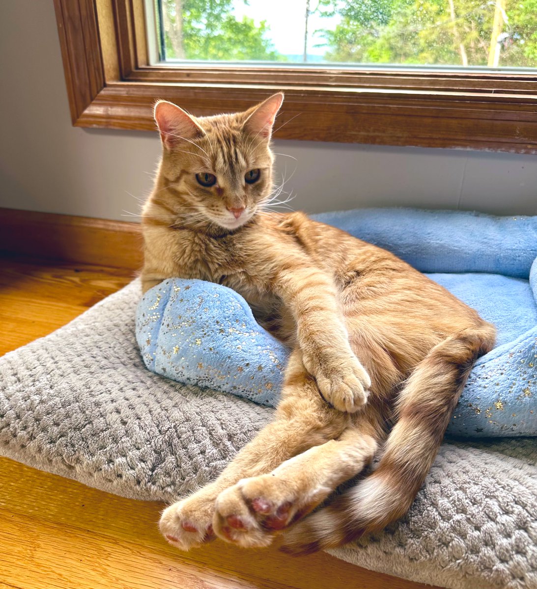 Big Tig energy today! 
My IRL Cynical Cat ❤️😼

Off to Game Stop soon- wish me luck 🍀