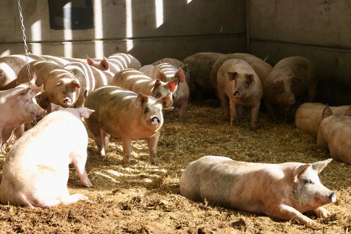 Playful Pigs 🐷Our pigs, basking in the sunshine and up to mischief!! They've been busy enjoying the lovely, warm spring air 🌿