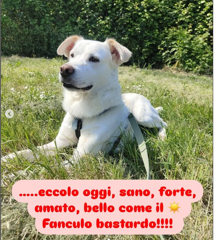 zampa_qua's tweet photo. Loro sono riconoscenti anche solo con uno sguardo o un gesto, chi non ha capito questo è sicuramente una persona sfortunata. Leggete🔽
Lui è ARGO ❤️🐕salvato e curato da degli Angeli, guardatelo ora ha una famiglia che lo ama davvero 🥰 Grazie sempre a voi .. https://t.co/iHEv1JQ7z8