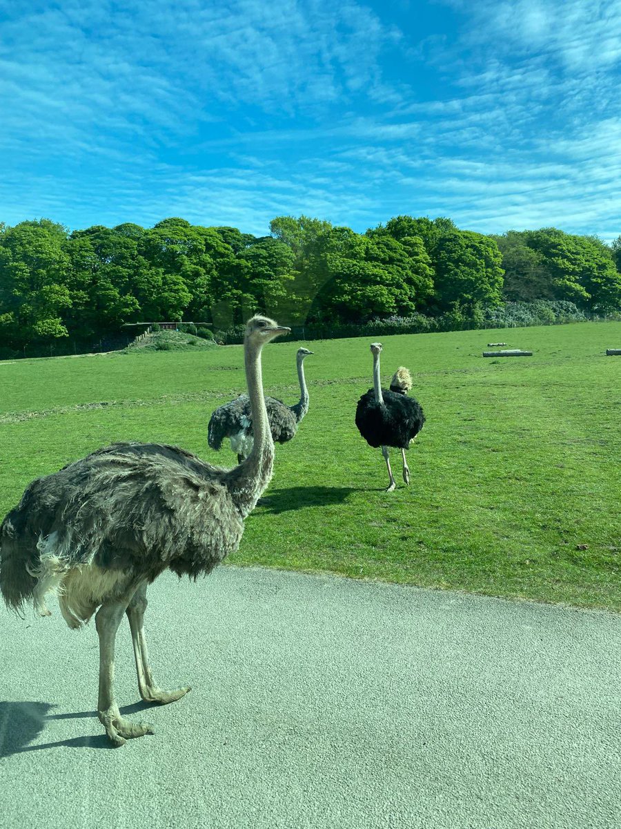 MissJacquesNBPS's tweet image. A sunny day spent @KnowsleySafari park today with some of our Hub children. We really enjoyed the bird and sea lion show and loved driving through the park looking at all of the animals. βοΈππ
π¦
π¦π¦π¦π¦ @NewBrightonPS