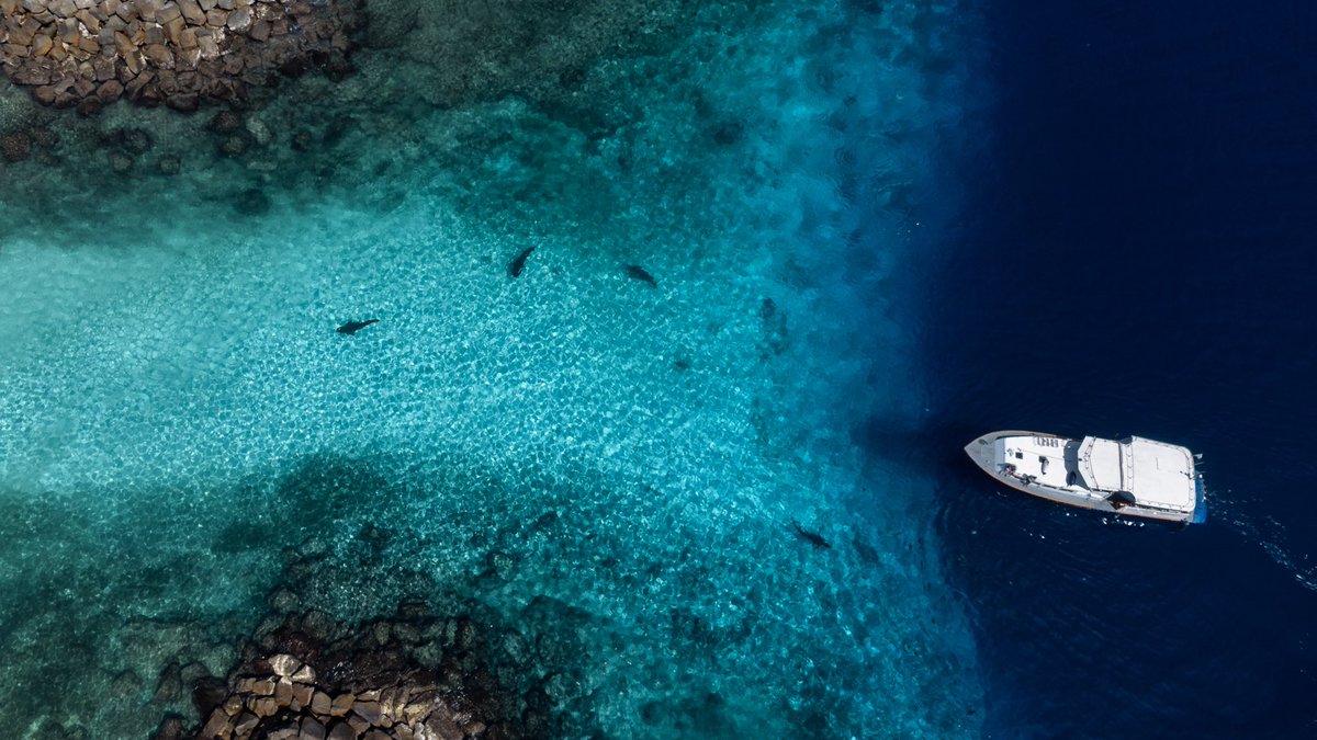 _DiveTheWorld_'s tweet photo. The entrance to Fuvahmulah Harbor—crystal clear water, tiger sharks cruising below… and a boat making its way into the island.
This is the famous Tiger Zoo, where the ocean reveals its secrets right from the surface.
Even without diving, the scene is unforgettable.
#Fuvahmulah https://t.co/tUZCfuHiPa