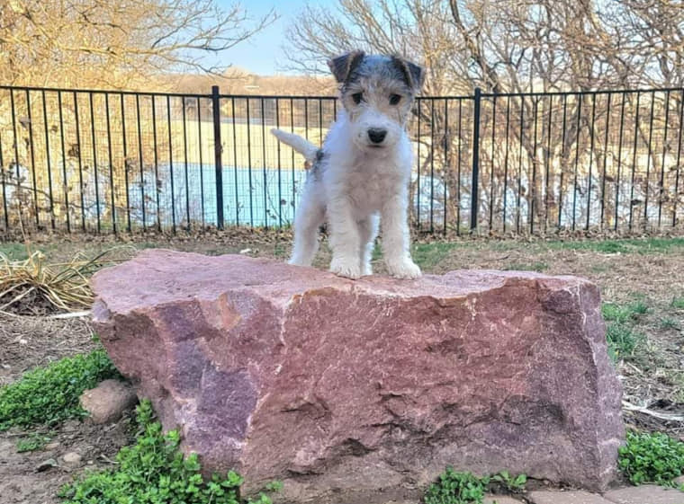 PenelopePu79543's tweet photo. Can you please follow me. I bet a #cat I could get over 3,000 followers. She laughed & meowed.
#RT #follow #Terrier
#dogsofinstagram #PuppyLove
#dogs #dogslife #dogsoftwitter #DogPeople #puppy #PenelopePumpernickel #questionoftheday #dogscats #justforfun https://t.co/diLwm5zA87