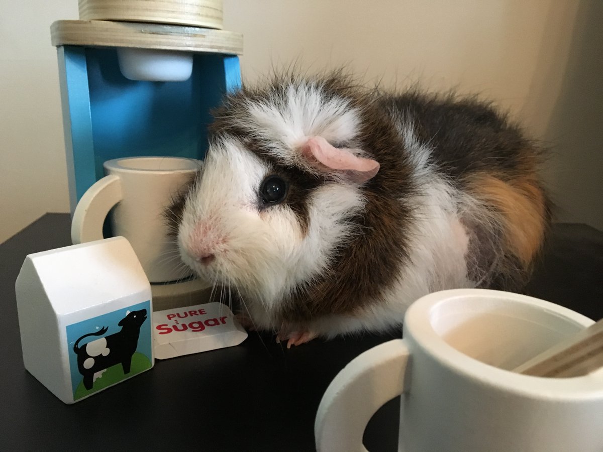 LOLPigs's tweet photo. Who NEEDS a strong cup of joe today? #Humpday #espresso #ItsOnlyWednesday 🫤 https://t.co/f8rhOGJqeq
