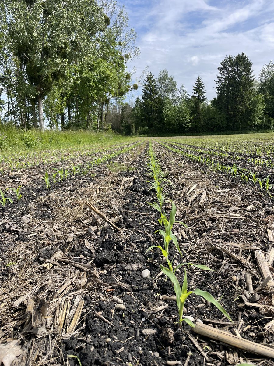 Le maïs est bien parti cette année pour nourrir les hommes, les animaux et stocker du carbone <a href="/cet_epi_mepate/">Cet épi m'épate !</a> <a href="/AGPM_mais/">AGPM</a> <a href="/orthman/">Orthman Manufacturing</a>