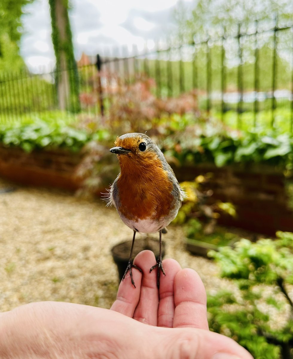plantsbloke's tweet image. It didn’t take long to get to this point with Keith. #robin #gardenbird #GardeningX