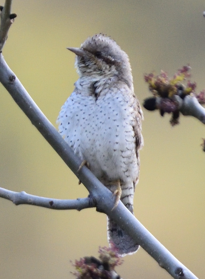 Un colltort que vam veure al darrer Ornitorepte a la Cerdanya😍😍
<a href="/BCNbirding/">Barcelona Birding Point</a> <a href="/hevistunocellet/">@hevistunocellet</a>
