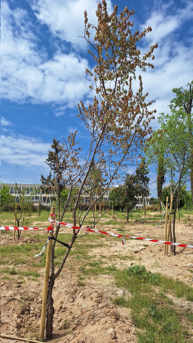 Así anda hoy el #TrasplanteParipé en el q se escudó nuestro alcalde <a href="/AlmeidaPP_/">José Luis Martínez-Almeida</a> para justificar el empecinamiento de su mano dcha y jefe de #MedioAmbiente y #Urbanismo en #Madrid <a href="/bcarabante/">Borja Carabante</a> con la destrucción del parque #Montecarmelo #TesoroDeMadrid

20 árboles secos ya, y sigue