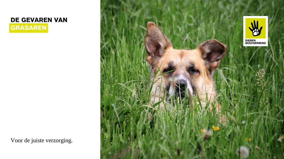 Opgepast voor #grasaren!⚠️Grasaren hebben scherpe weerhaakjes en nestelen zich in de vacht, oren of neus van jouw #huisdier met mogelijk pijnlijke klitten en ontstekingen als gevolg. Wat kun je als baasje doen? bit.ly/4c38vDh #preventie #lente #dierenwelzijn