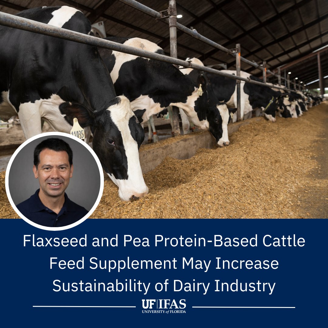 UF IFAS Solutions (@uf_ifas) on Twitter photo Can this new cattle feed reduce methane output while increasing milk production? A research team led by @faciolalab is putting it to the test!
More on this <a href="/uf_ansci/">UF IFAS Animal Sciences Dept.</a> study 🔗 go.ufl.edu/betterfeed Can this new cattle feed reduce methane output while increasing milk production? A research team led by @faciolalab is putting it to the test!
More on this <a href="/uf_ansci/">UF IFAS Animal Sciences Dept.</a> study 🔗 go.ufl.edu/betterfeed