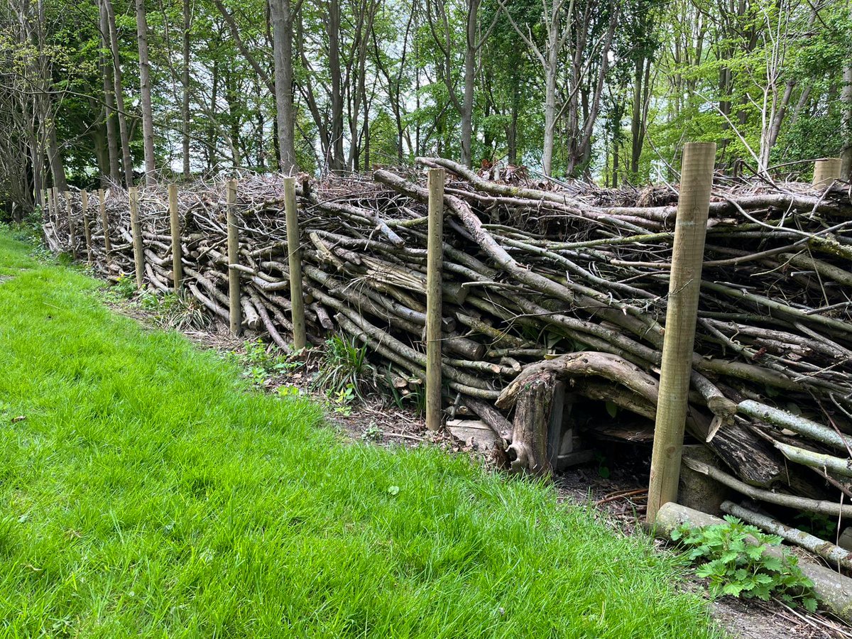 CranedaleCentre's tweet image. Happy #hedgehogawarenessweek ! Our great gardening team have recently installed a 30m dead hedge complete with hedgehog highways. Hedgehogs travel around 1 mile every night to find enough food so we wanted to offer our local hedgehogs a shortcut.