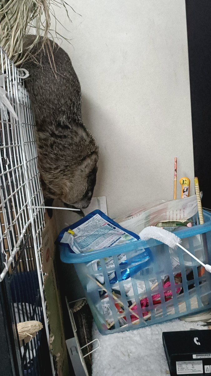 bT4bLYGxMZ25594's tweet image. ふくちゃん小屋の上歩くの気をつけてね。。。
暴れん坊だからひやひやしちゃうね。。。
#マーモット　#animalsoftwitter