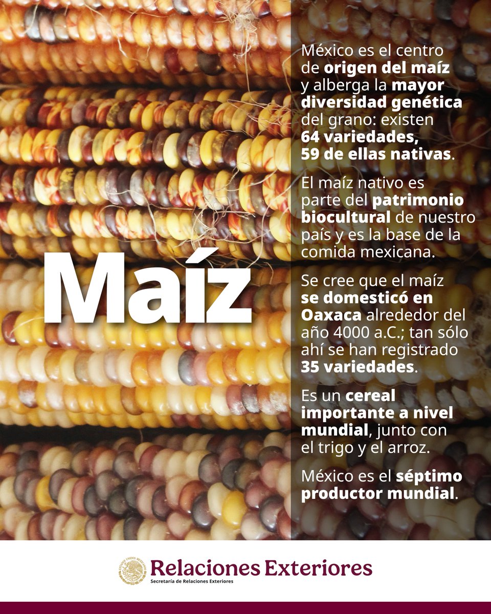 🌽Maíz: el alma de la milpa. Blanco, azul, rojo, amarillo... el maíz no solo es nutritivo, ¡es símbolo de identidad para México! 🇲🇽 Es base de nuestra gastronomía y tradición ancestral.
¿Cuál es tu forma favorita de disfrutarlo? 🌮🍵
#MaízMexicano #MilpaMexicana #RaícesDeMéxico