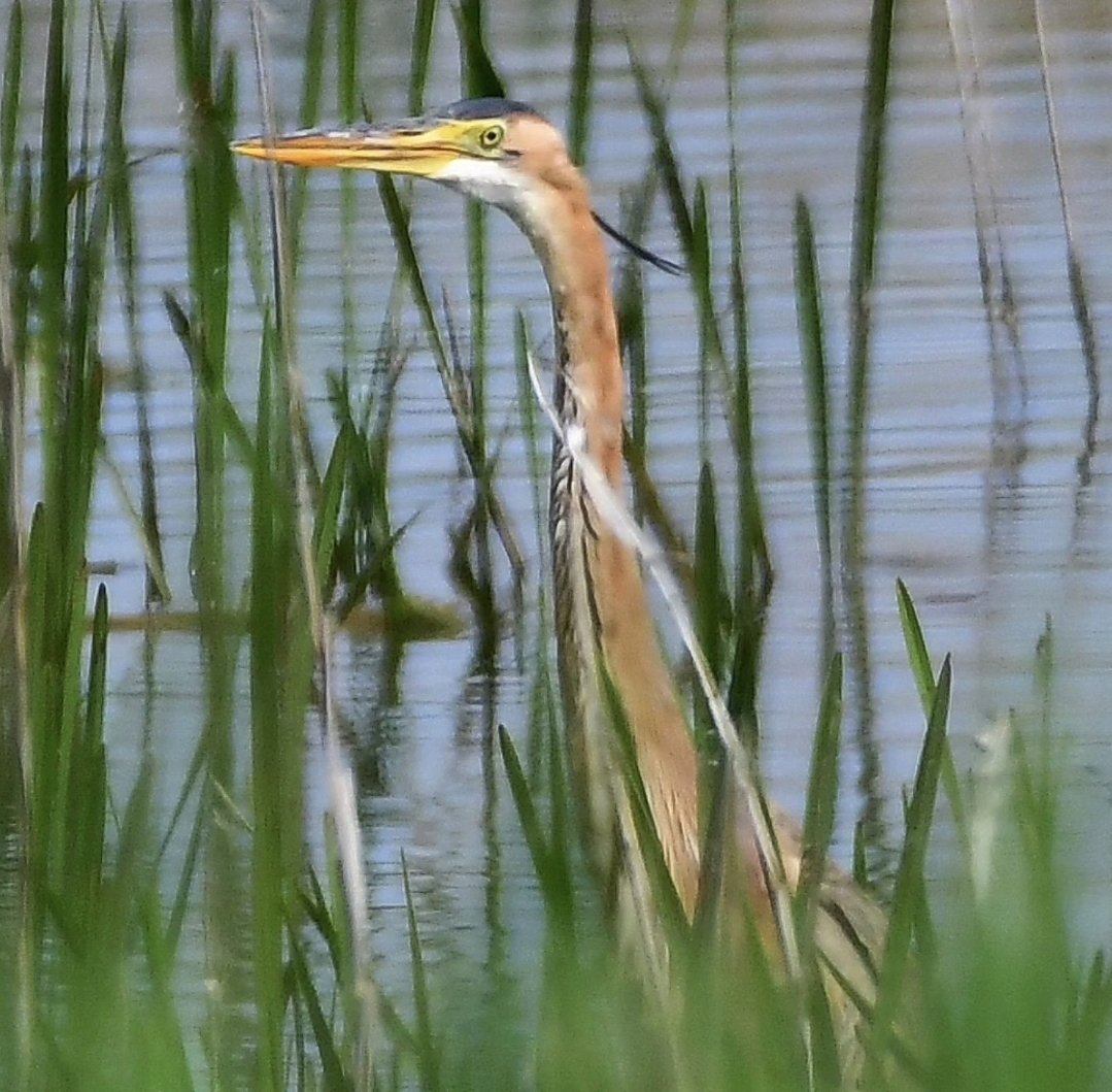 Purple Heron, today at Shapwick Nature Reserve