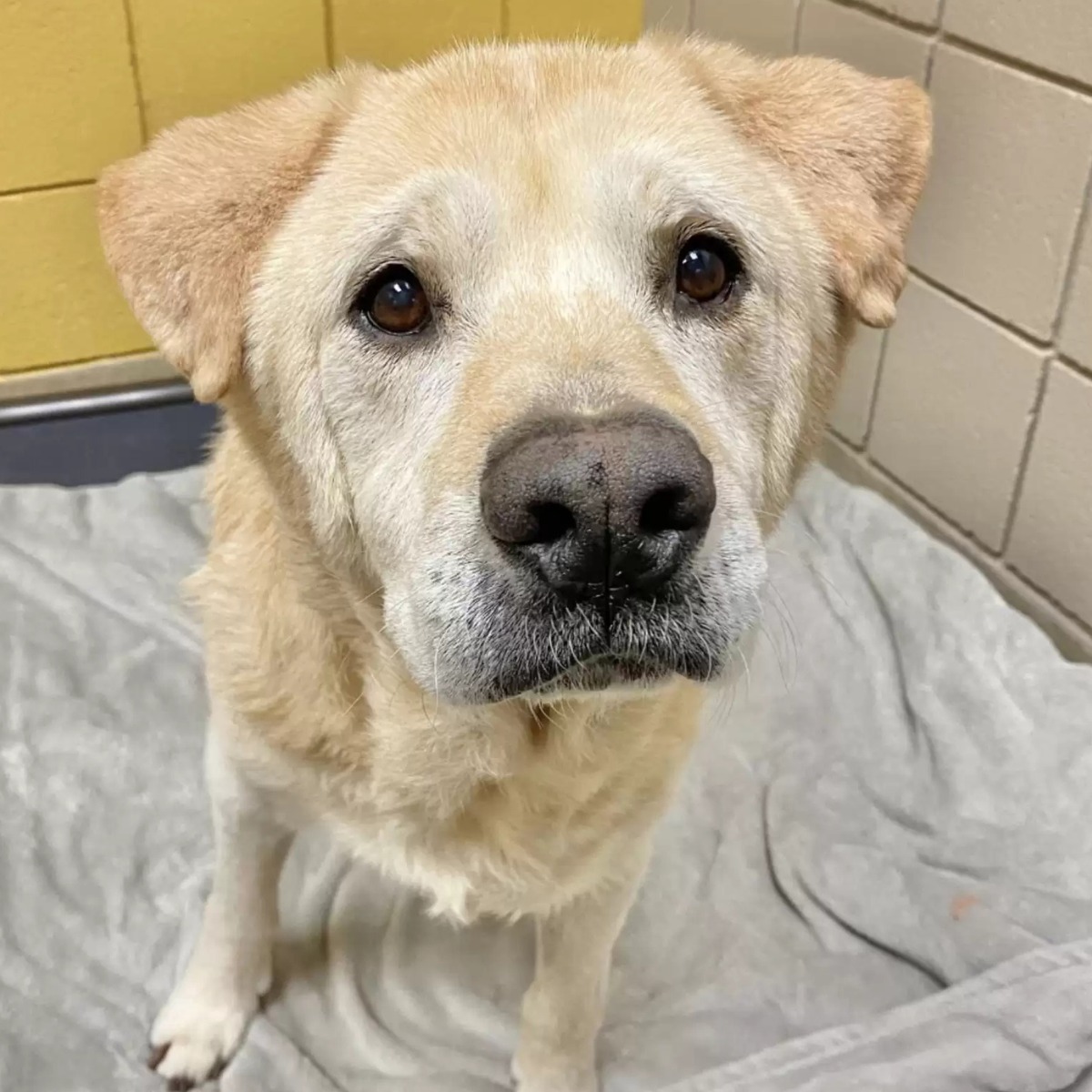 This senior dog with a teddy bear face doesn't know why he's been returned to the shelter 7 times 🥺