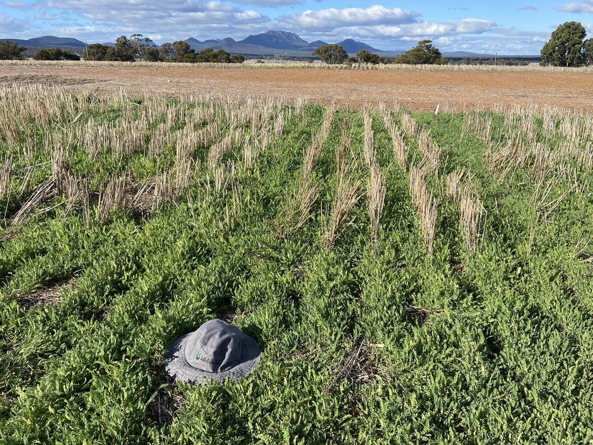 After early rain, excellent serradella regeneration after wheat last year at Kendenup