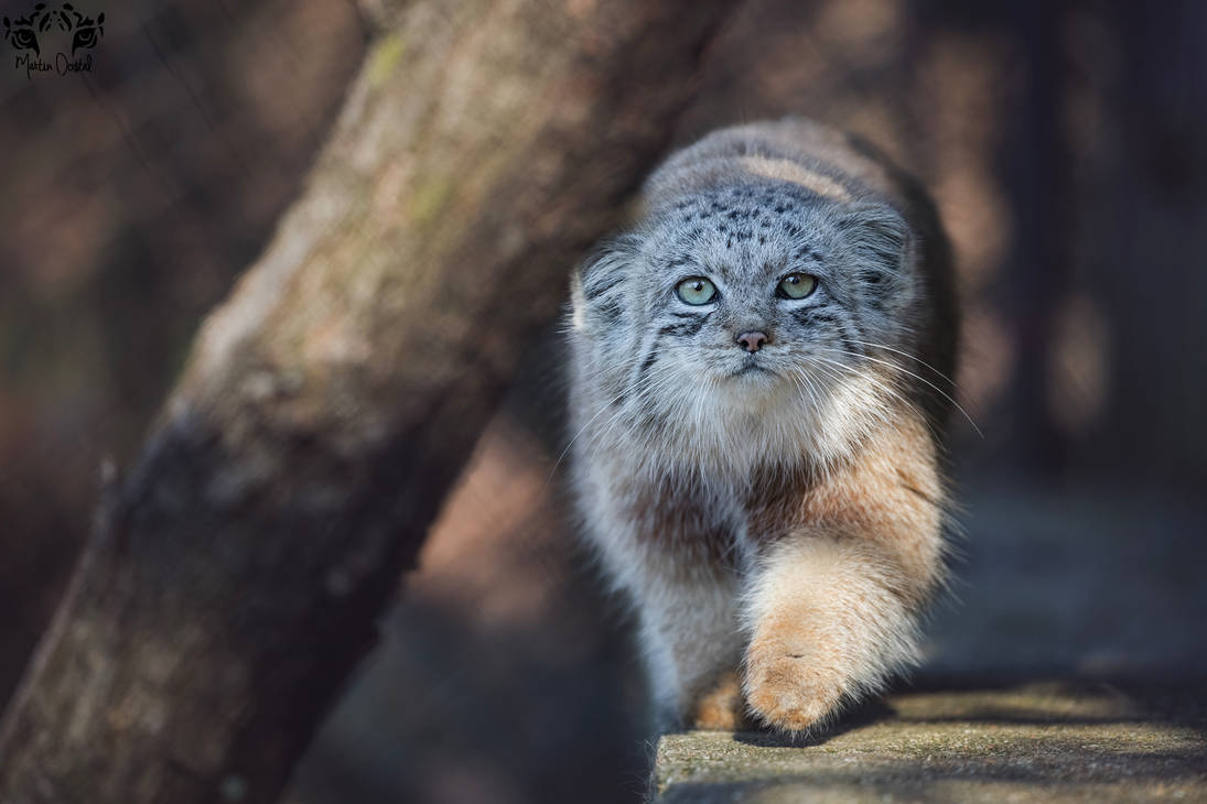 ManulEveryHour's tweet photo. #manul #pallascat #マヌルネコ https://t.co/6ujz3XKSQq