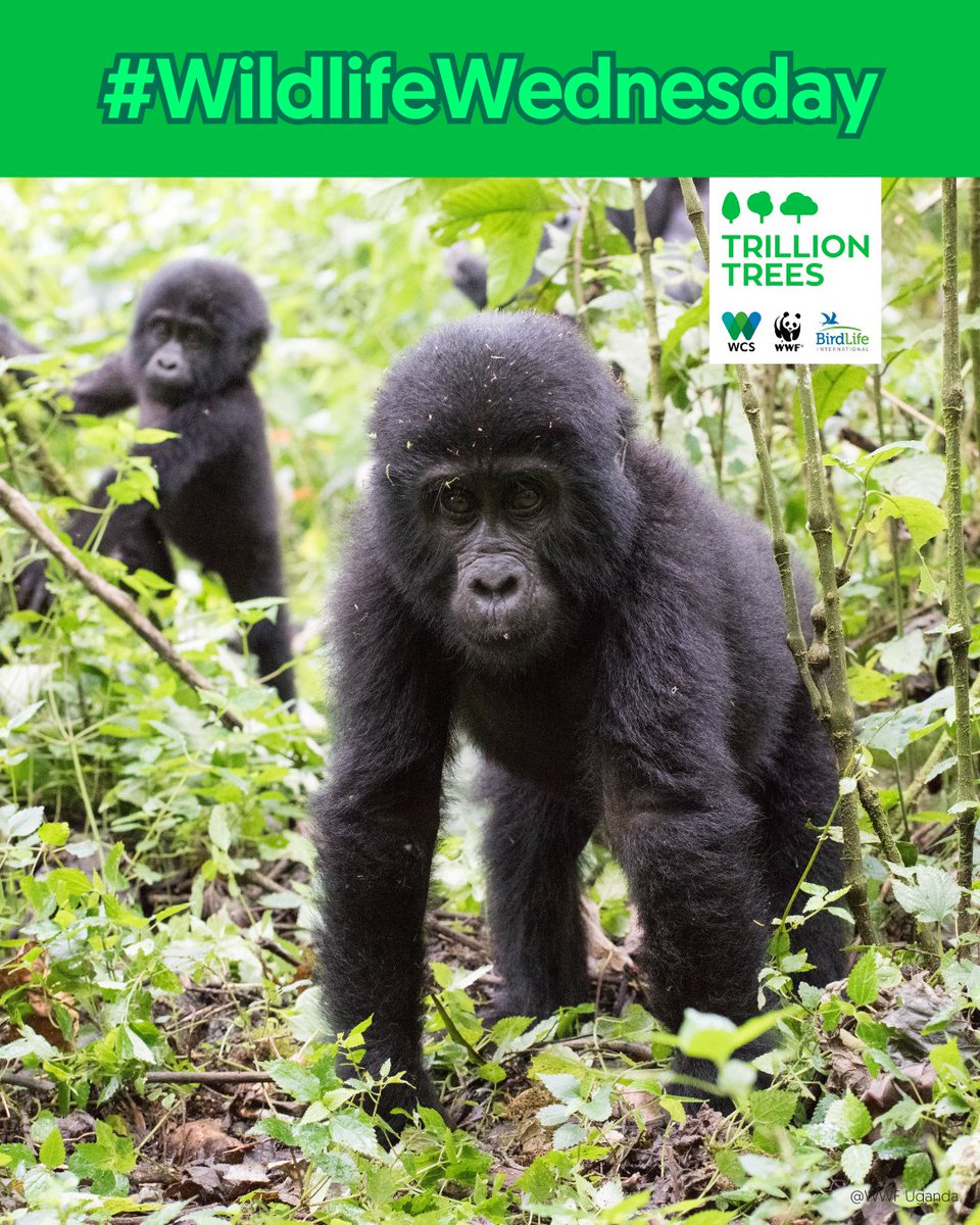 Trillion Trees (@1trilliontrees) on Twitter photo #WildlifeWednesday 🏔️🦍 Mountain gorillas, once on the brink of extinction, now their population number is over 1,000 thanks to tireless protection from <a href="/WWFUganda/">WWF Uganda</a>. 
Read about how <a href="/WWF/">WWF</a> is building a future where mountain gorillas thrive: wwf.to/39kficf #WildlifeWednesday 🏔️🦍 Mountain gorillas, once on the brink of extinction, now their population number is over 1,000 thanks to tireless protection from <a href="/WWFUganda/">WWF Uganda</a>. 
Read about how <a href="/WWF/">WWF</a> is building a future where mountain gorillas thrive: wwf.to/39kficf