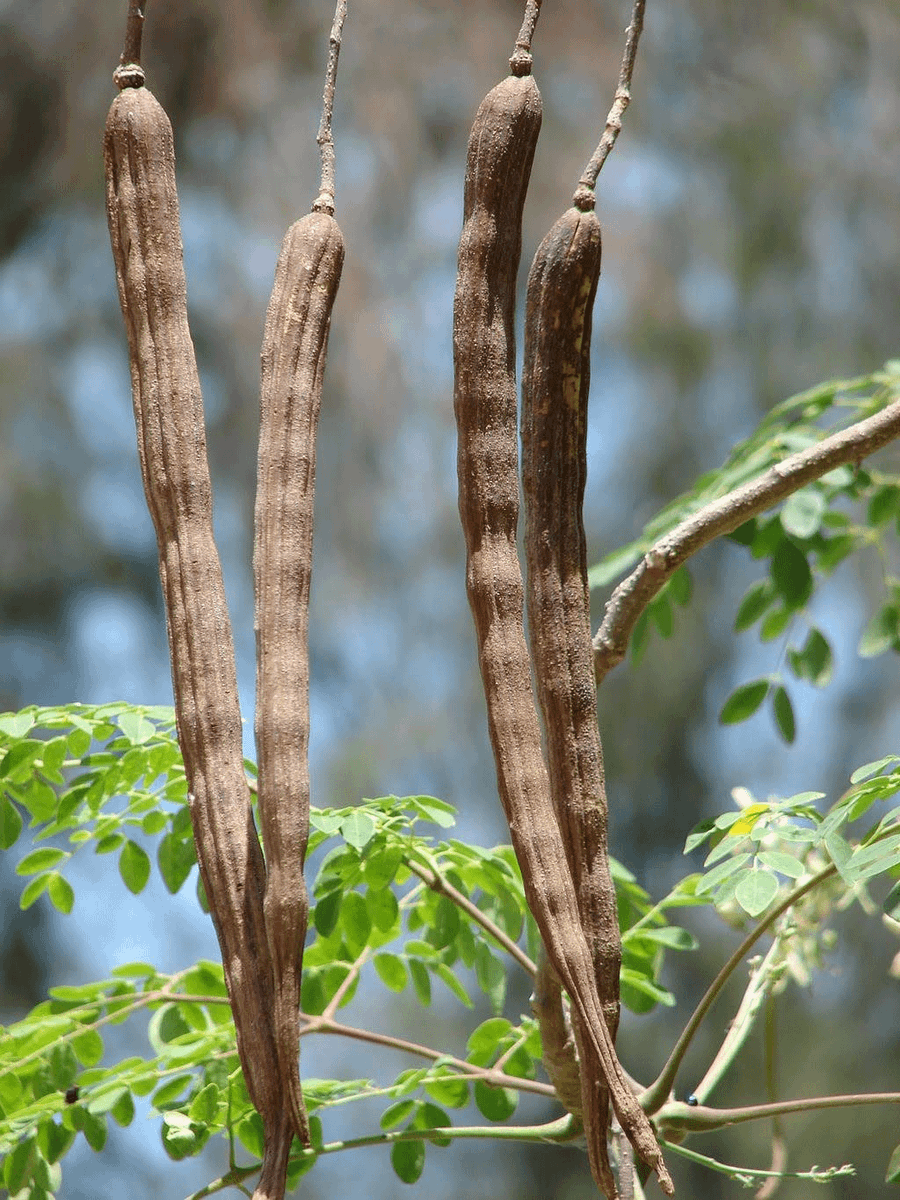 LeddyLLC's tweet photo. They sold you vitamins.
They sold you pills.

But they buried the most nutrient-dense plant nature ever created.

Here’s why Moringa is nature’s ultimate health upgrade🧵: https://t.co/8mr15CKT4E