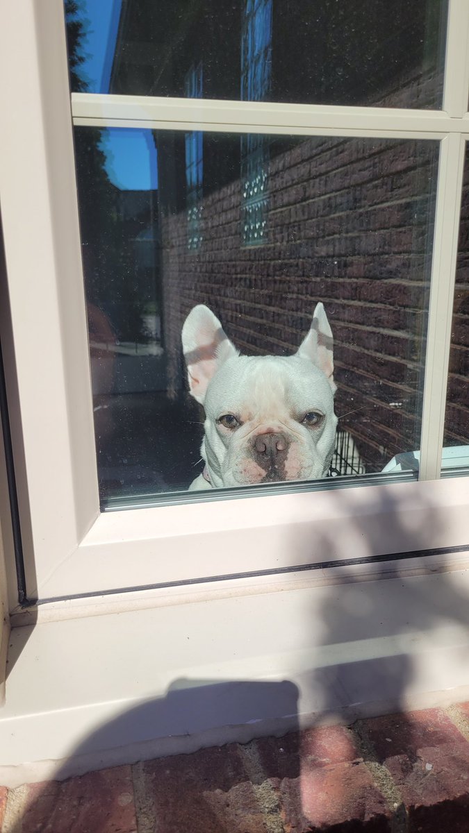 CumminsChanning's tweet image. Someone wants to help with #SpringCleaning 😎😎😎

#FrenchieLife