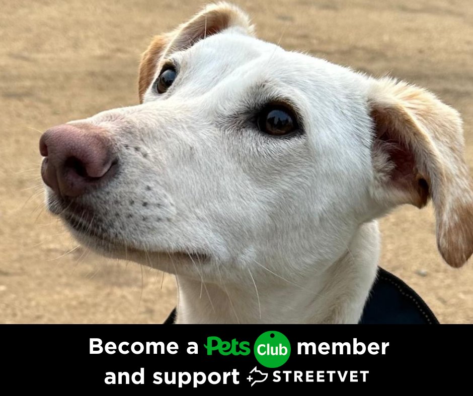streetvetuk's tweet image. Calling all pet lovers - it&apos;s time to join the #PetsatHome VIP Lifelines club and support StreetVet whilst you shop for your pet!

By becoming a Pet Club Member, you can help make a real difference in the lives of pets of those experiencing homelessness. (1/5)