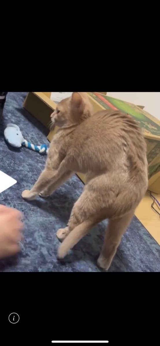 ムキムキ💪💪