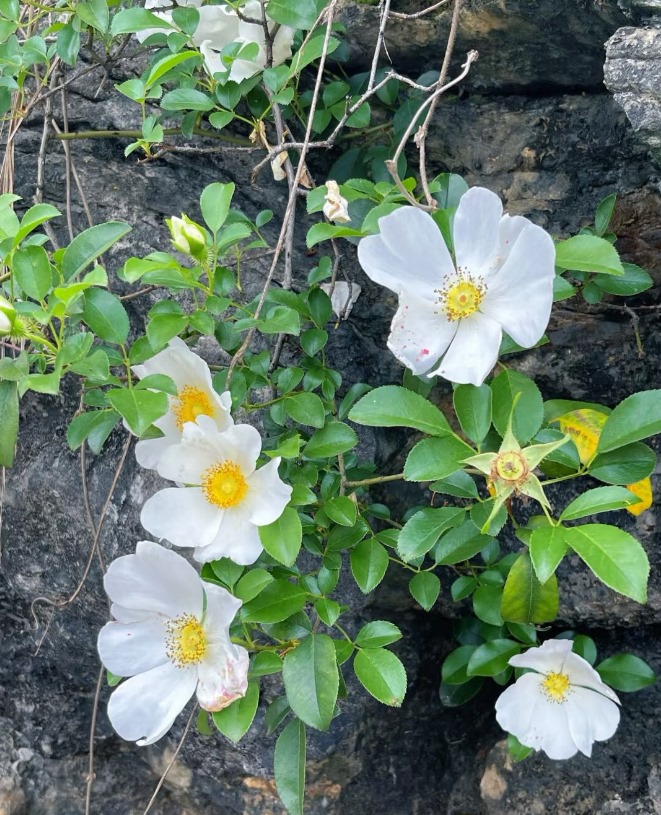 Wildflowers are nature's free spirits, sprinkling bright colors across the meadows. They bloom wherever they please, challenging order with their untamed grace. Each petal tells a story of resilience, thriving in the wild and stealing hearts with a ferocious, effortless grace.