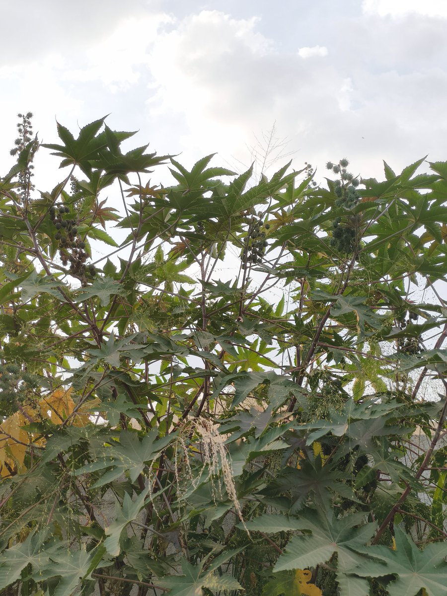 TechWhirl Ultimate tweet media