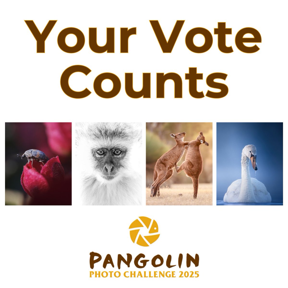 Vote for the challenges you want to see in the 2025 Pangolin Photo Challenge - link.pangolinphoto.com/2025-challenge… 

#PangolinPhotoSafaris #PangolinPhotoChallenge