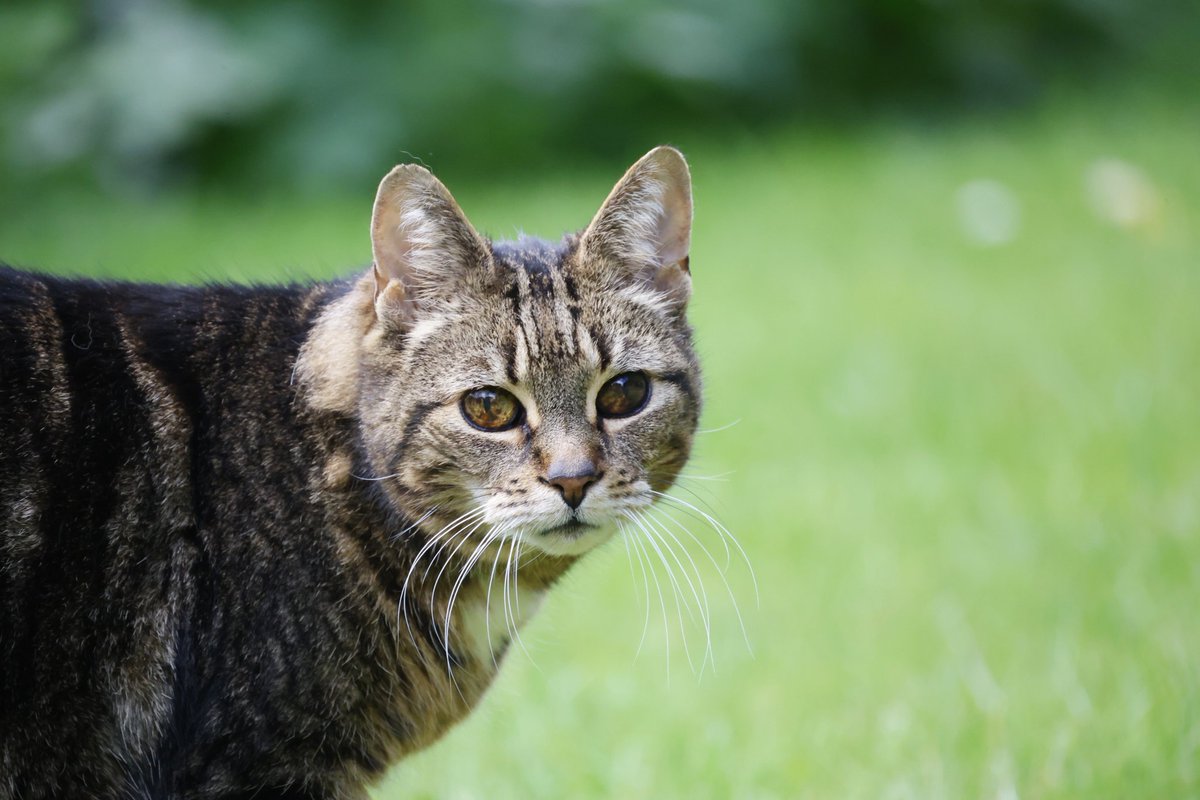 David Gaunt: Am Yisrael Chai tweet media