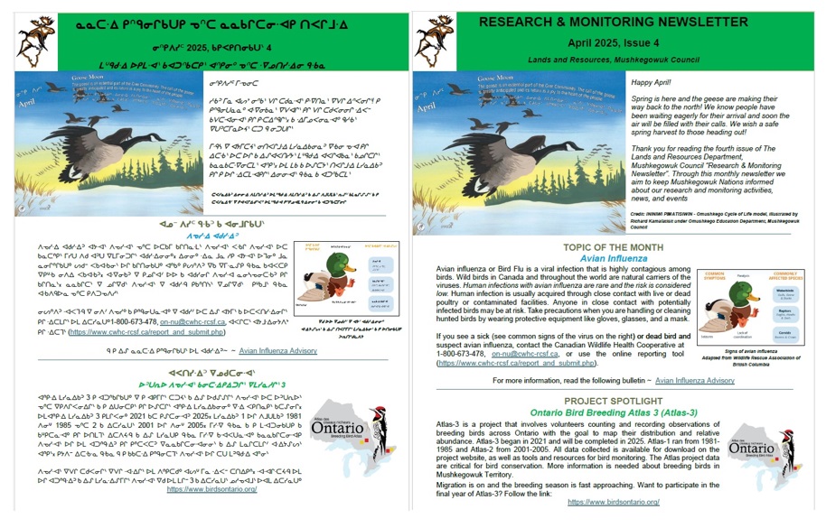 Mushkegowuk's Lands and Resources department presents the April 2025 issue of its Research &amp; Monitoring Newsletter. The newsletter is available in Cree and English.
Either edition can be viewed by visiting facebook.com/Omushkego