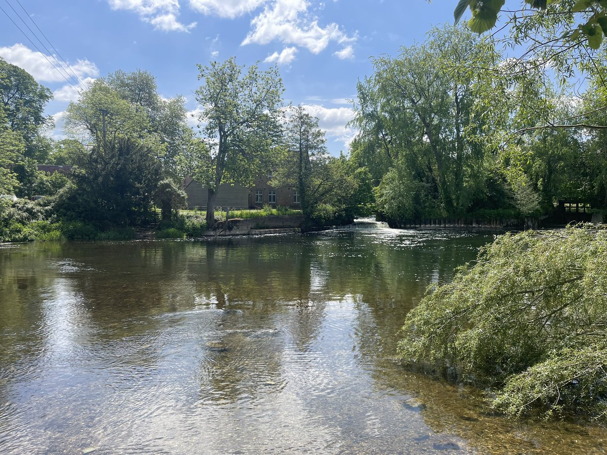 MountainHiker68's tweet image. Lovely walk by the #RiverStour into #Wimborne #Iphonephotography #Nature #Buttercups
