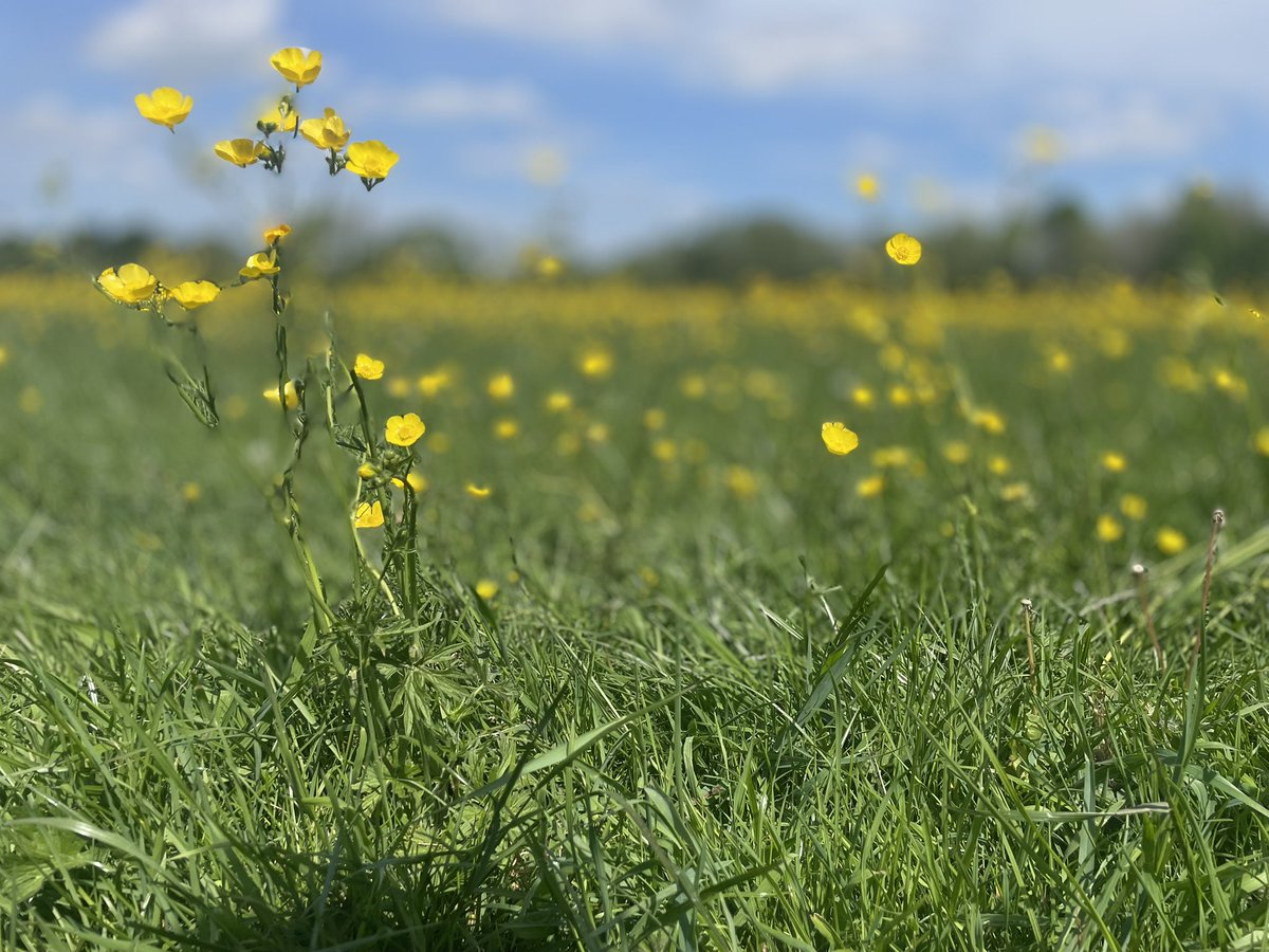 MountainHiker68's tweet image. Lovely walk by the #RiverStour into #Wimborne #Iphonephotography #Nature #Buttercups