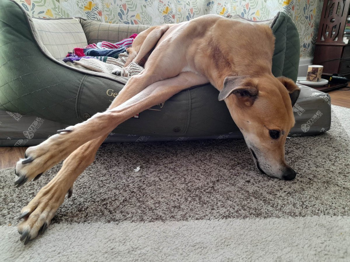 DCsportsvalue's tweet photo. @GreyhoundHoming #RetiredGreyhound #BedFail https://t.co/KemLdLc7bb