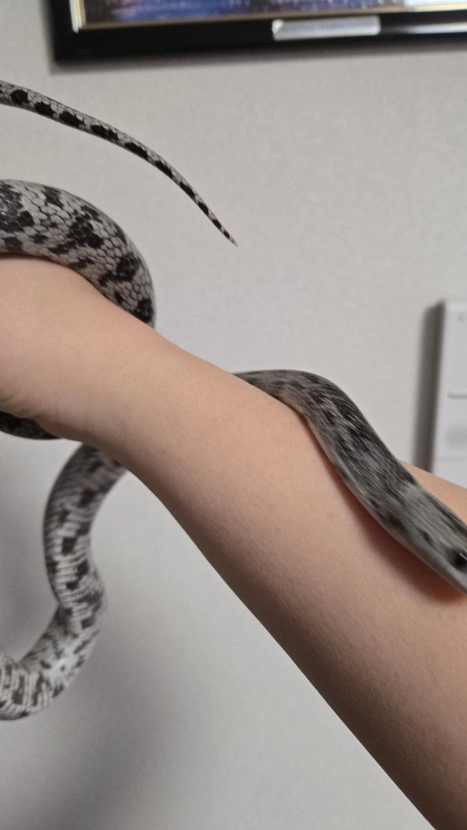おおきくなったねぇ(っ'ヮ'c)
最近ちょっとピンクがかったグレーになってきたからどうなっていくのか楽しみ♪

 #コーンスネーク