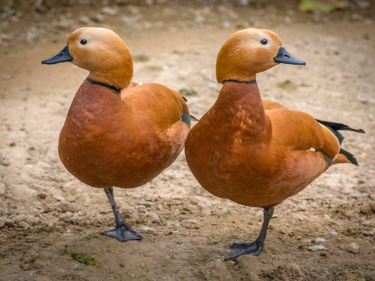 GetReworked's tweet image. Transforming Collaboration and Workforce Planning With Digital Twins reworked.co/digital-workpl… #DigitalTwins #WorkforcePlanning