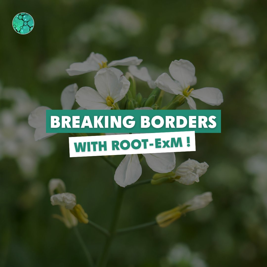 [PUBLI] Breakthrough in SR imaging of plant🌱

A research team from the LBM (<a href="/CNRS/">CNRS 🌍</a>/ Bordeaux Univ.), in collab with the <a href="/BIC_Bordeaux/">BIC</a>, has developed a new protocol adapting expansion microscopy to 𝘈𝘳𝘢𝘣𝘪𝘥𝘰𝘱𝘴𝘪𝘴 𝘵𝘩𝘢𝘭𝘪𝘢𝘯𝘢 👏

Learn more👉france-bioimaging.org/announcement/r…