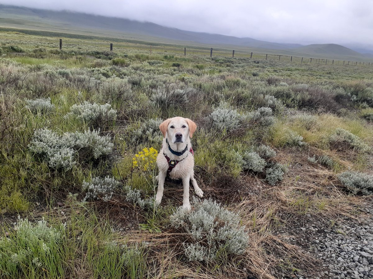 WarAgainstWeedsPodcast (@waragainstweeds) on Twitter photo S9 E15: (Noxious) Weed Sniffing Dogs - out now! 🎙️
This week we have Ngaio Richards, Amber Burch, and Josh Wagoner on to talk about how the Working Dogs for Conservation (<a href="/WD4C/">Working Dogs for Conservation</a>) trains dogs to find noxious weeds.
For more info check out the links the guests provided below! S9 E15: (Noxious) Weed Sniffing Dogs - out now! 🎙️
This week we have Ngaio Richards, Amber Burch, and Josh Wagoner on to talk about how the Working Dogs for Conservation (<a href="/WD4C/">Working Dogs for Conservation</a>) trains dogs to find noxious weeds.
For more info check out the links the guests provided below!