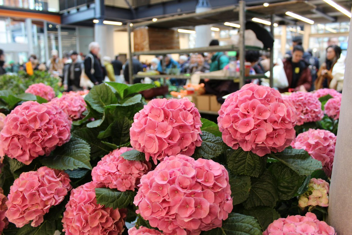 cityoftoronto's tweet photo. Looking for the perfect way to celebrate Mom? 🌸 From unique gifts to delicious brunch ingredients, @StLawrenceMkt has everything to make Mother’s Day extra special.  

#LoveLocal, support small businesses and make this Mother’s Day one to remember. See you at the Market! https://t.co/O3WNv0uZFJ