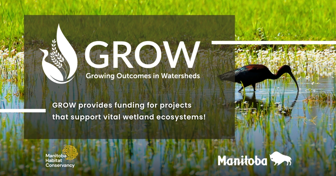 Wetlands filter pollutants, enhance biodiversity, and store carbon. GROW provides funding for projects that support these vital ecosystems! Get in touch with your local watershed district to learn more!

manitobawatersheds.org/grow/#applyGROW

#GROW #GROWFundingMB #mbwatersheds