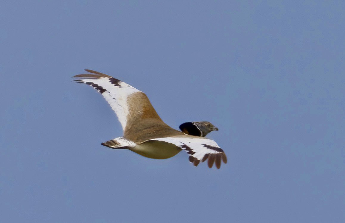 #littlebustard have been in sharp decline in Spain so good to see this male on the excellent Camino Benitos del Lomo near #Conil #Cadizprovince.
