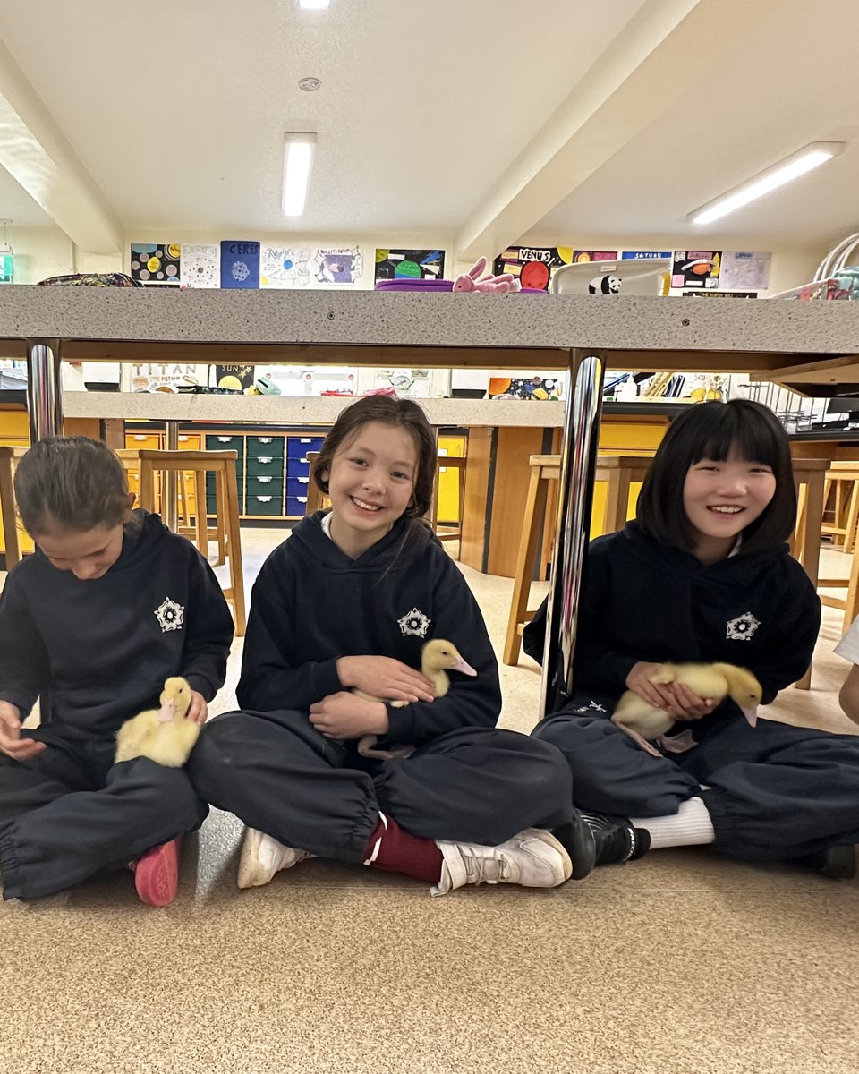 KESBathJunior's tweet image. Hands-on STEM learning at the Junior School this term, as Year 5 learn about life cycles with the help of our resident ducklings who they have watched hatch and grow.
The trio will leave us shortly to live on Mr Innes' smallholding.