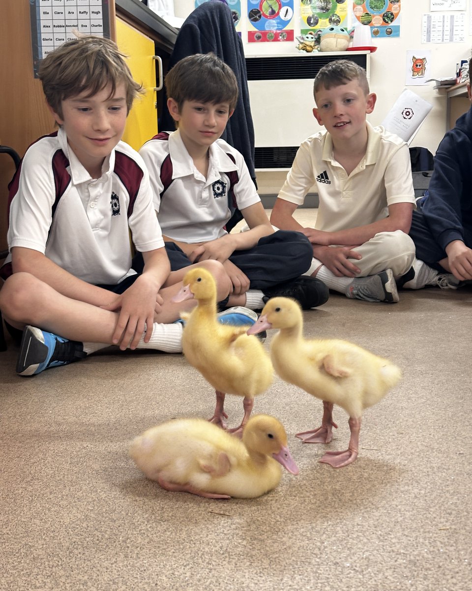 KESBathJunior's tweet image. Hands-on STEM learning at the Junior School this term, as Year 5 learn about life cycles with the help of our resident ducklings who they have watched hatch and grow.
The trio will leave us shortly to live on Mr Innes' smallholding.