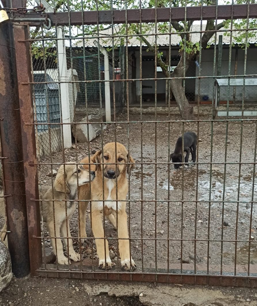 Anayasa mahkemesi sokak hayvanlarının katline ' evet ' dedi.Bu kararı alan her el dökülecek her kanda pay sahibidir.Anayasa sustu vicdanlar çığlık atıyor!!!

#AYMYasayıİptalEt
#kanlıyasa