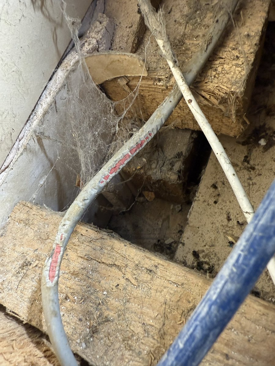 Good old Roland🐀🐀🐀