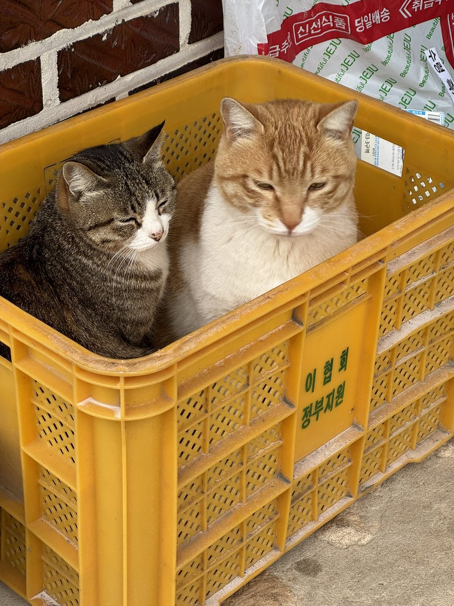 본격! 농촌 라이더 🏔 tweet media